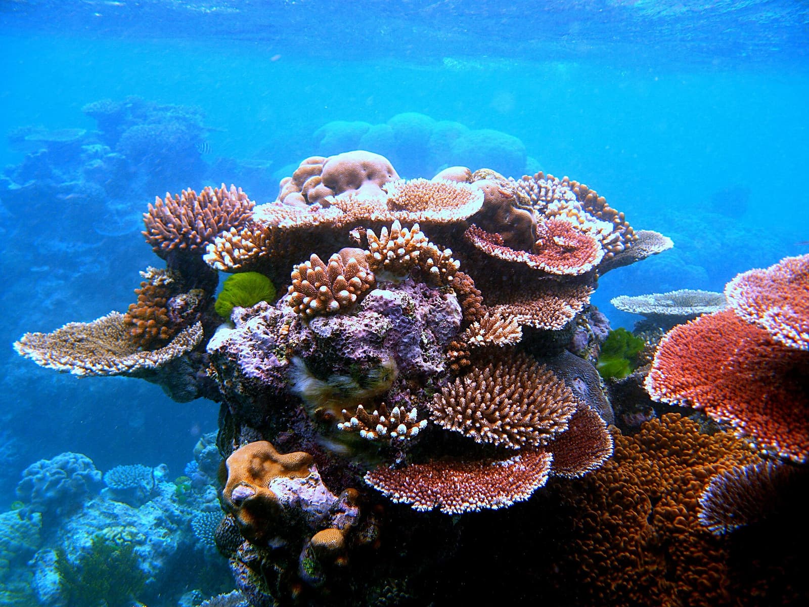 Coral outcrop on Flynn Reef, part of the Great Barrier Reef near Cairns